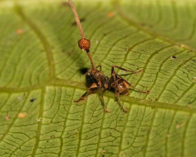 Грибок кордицепс превращает муравья в зомби