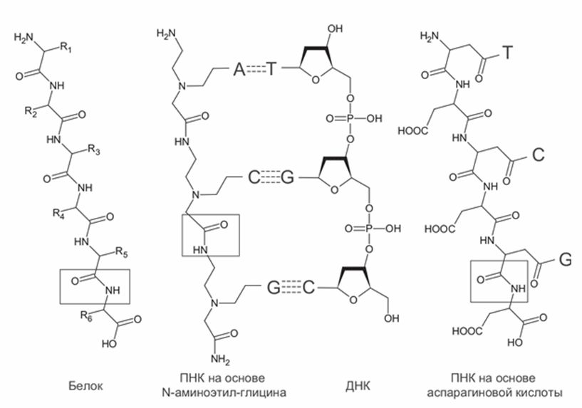 Структура пептидно-нуклеиновых кислот (ПНК) в сравнении с ДНК и белками